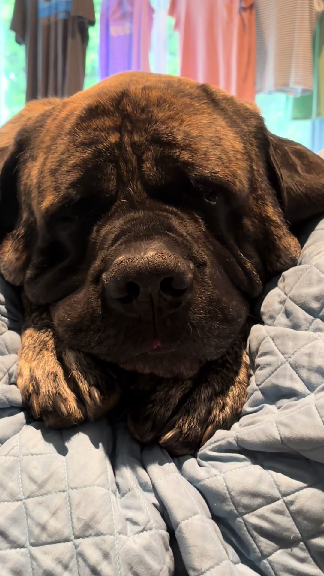 @BrindleBearTheMastiff