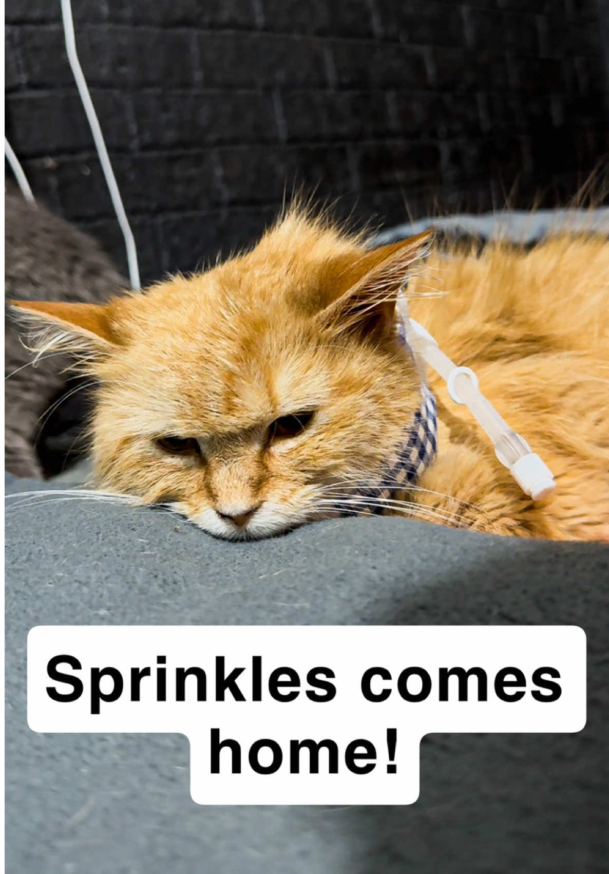 @first class whiskers