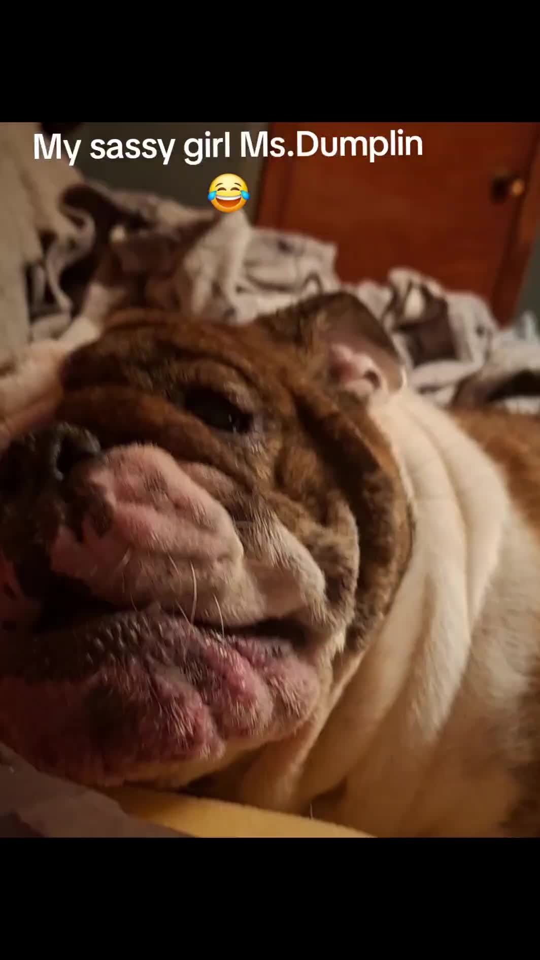 @Dozer & Dumplin❌🐾