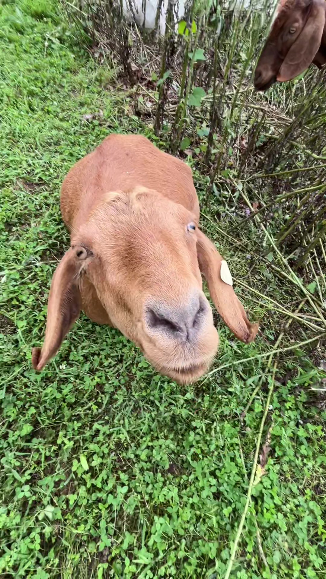 @amazingrazinggoats