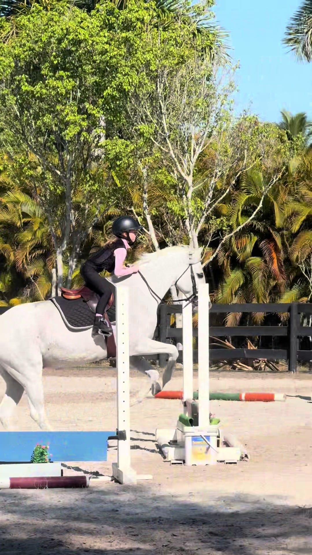 @ckponies