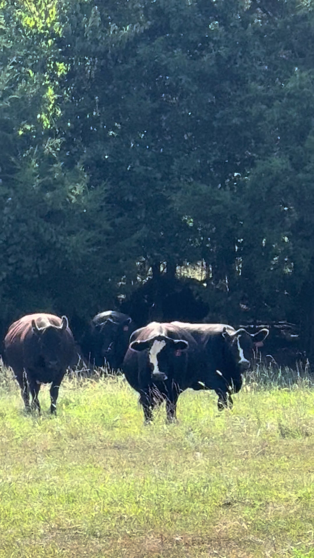 @Massey Land & Cattle