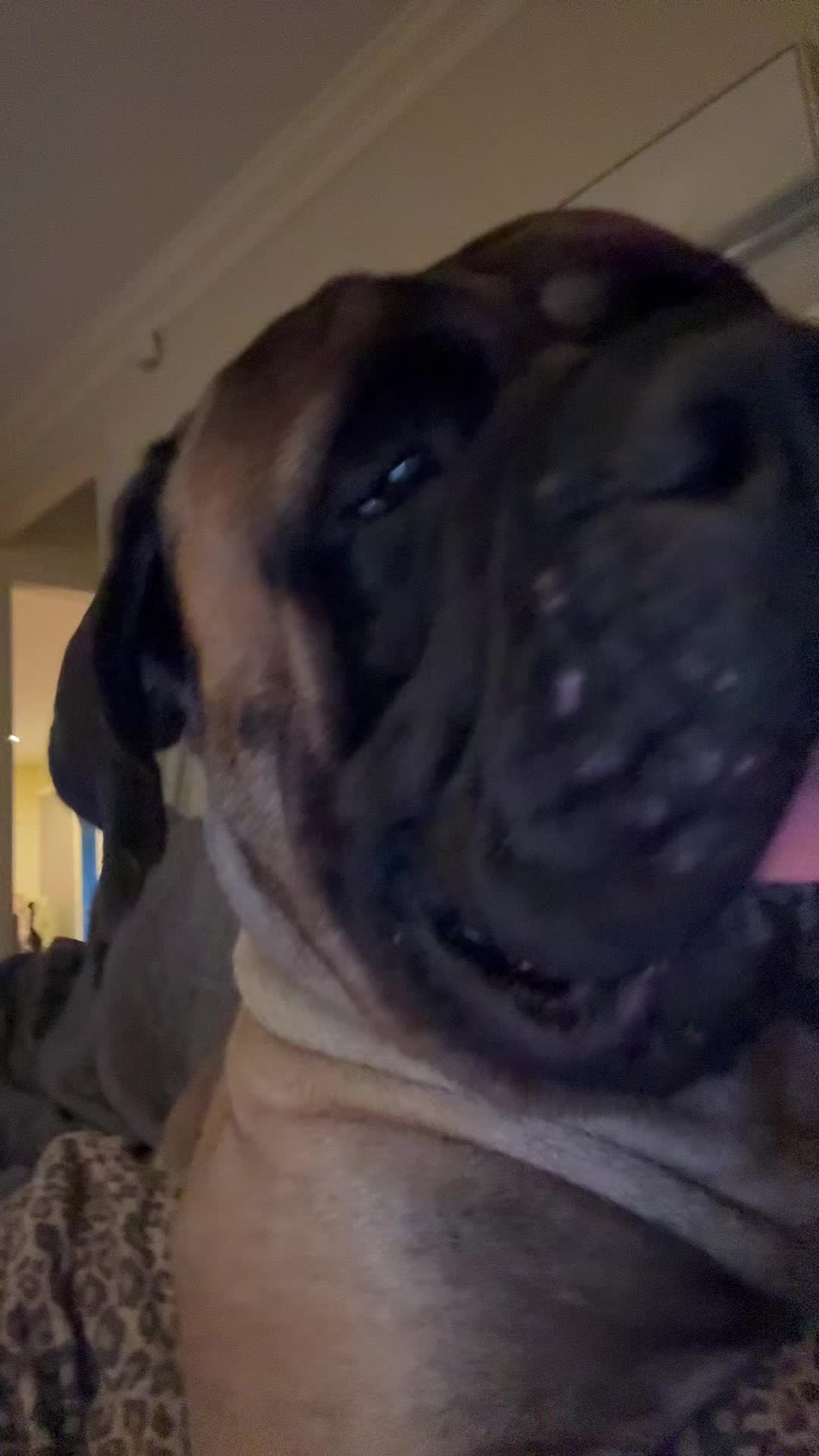 @🐾BullMastiff Mom 🐾💜