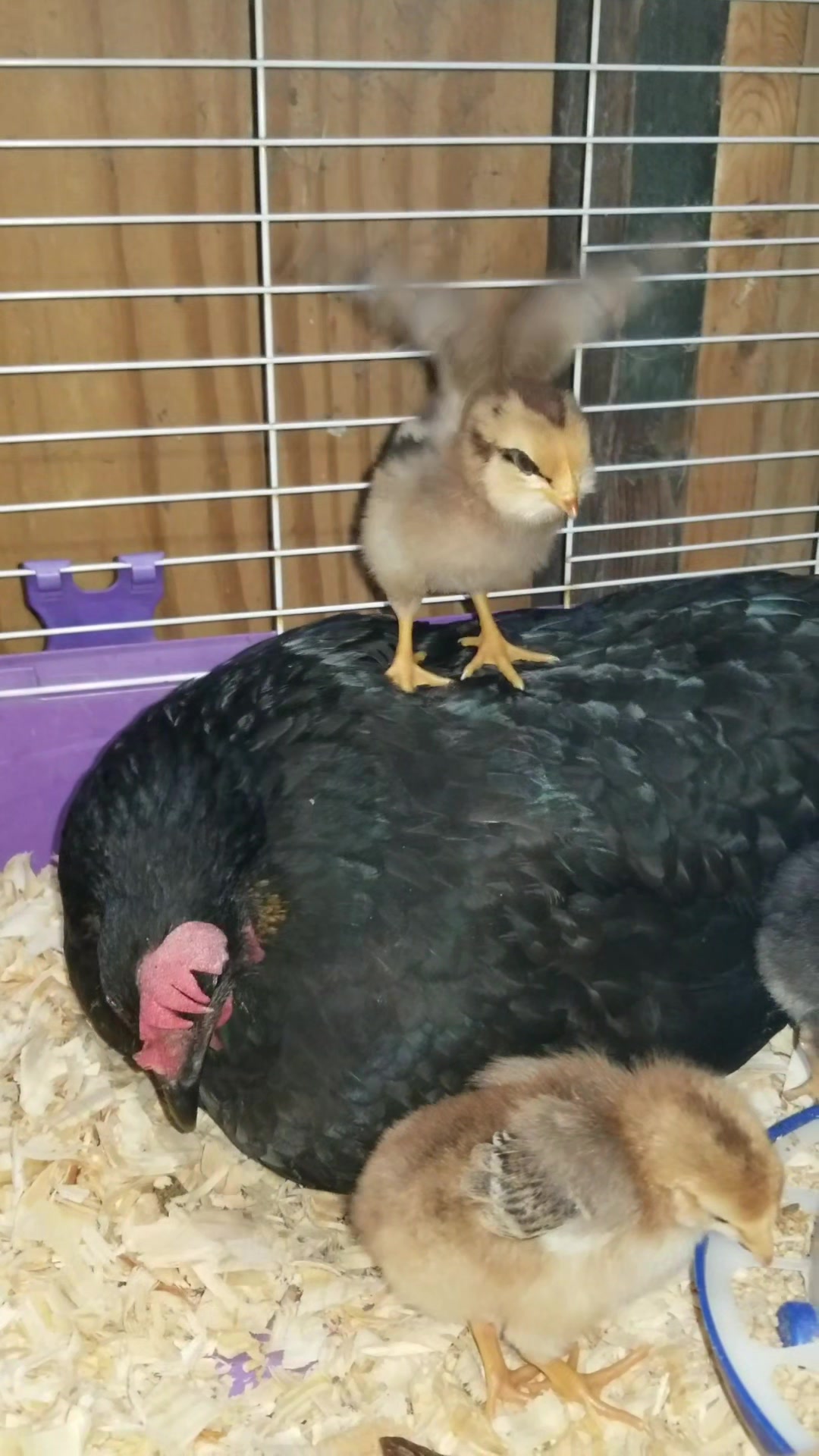 @CityChickenFarm