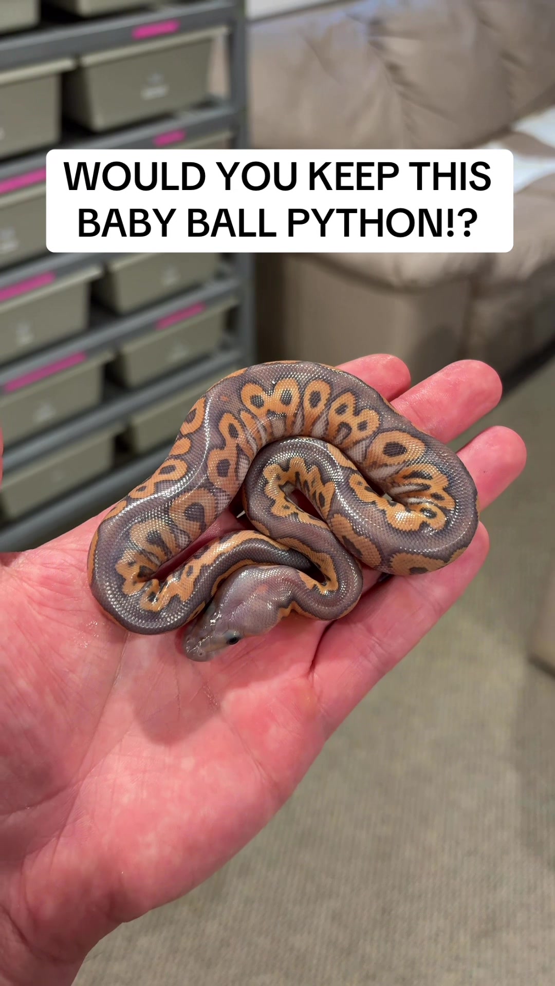 @Balls Of Fury Ball Pythons