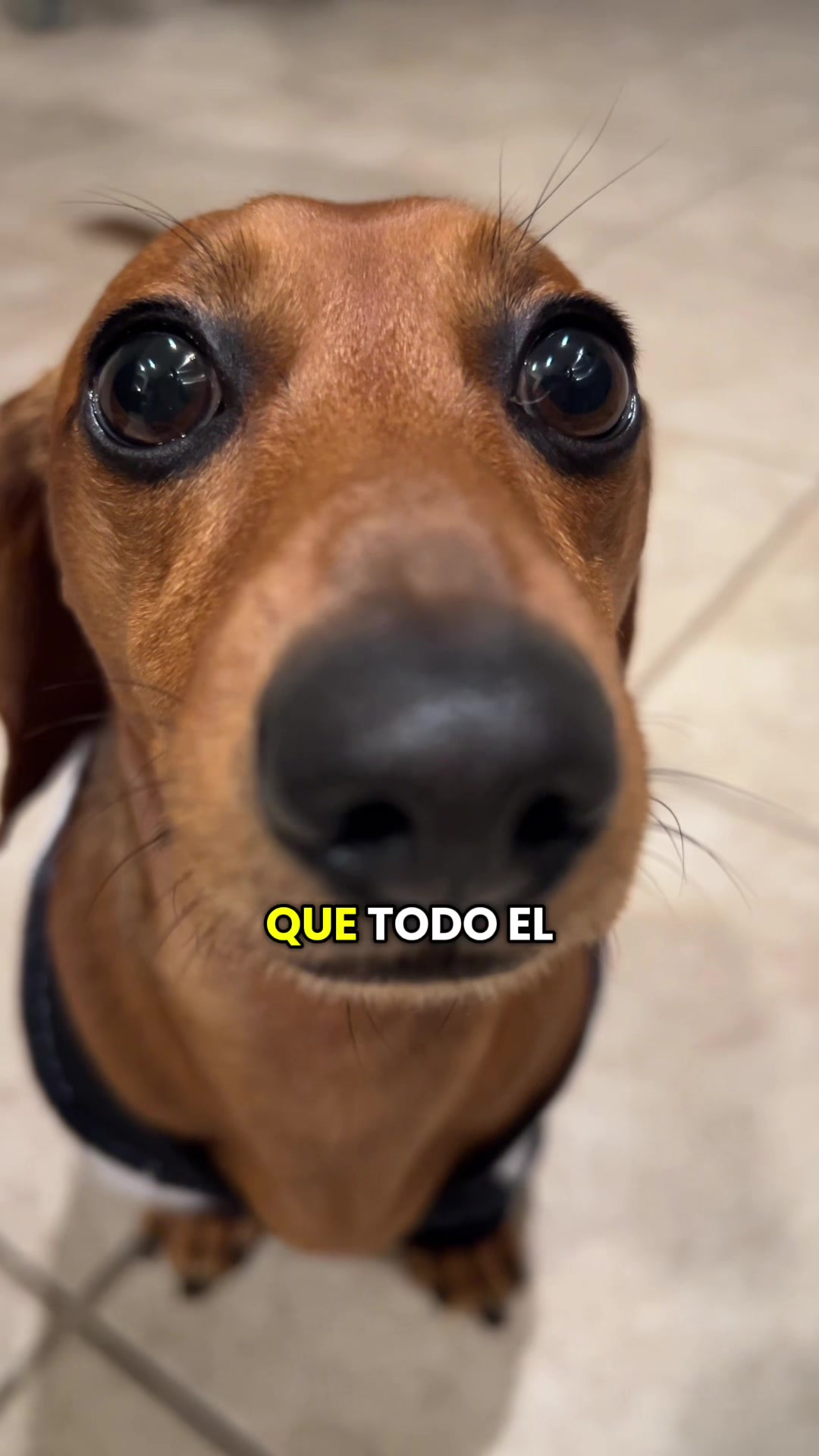 @Slinky Severus-Doo