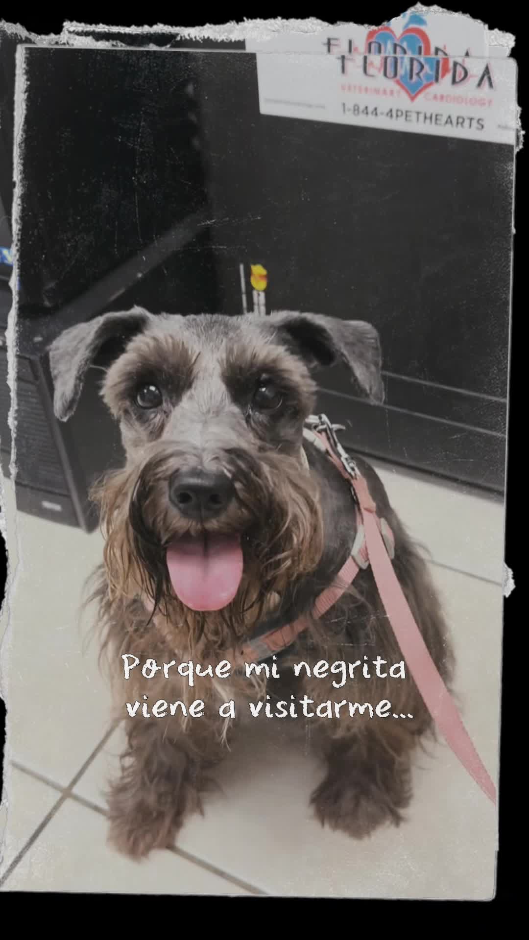 @Mariana SQ |🌈Blacky & Lola💫