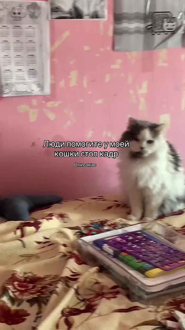 @🍰ВаШа МиКу🩰