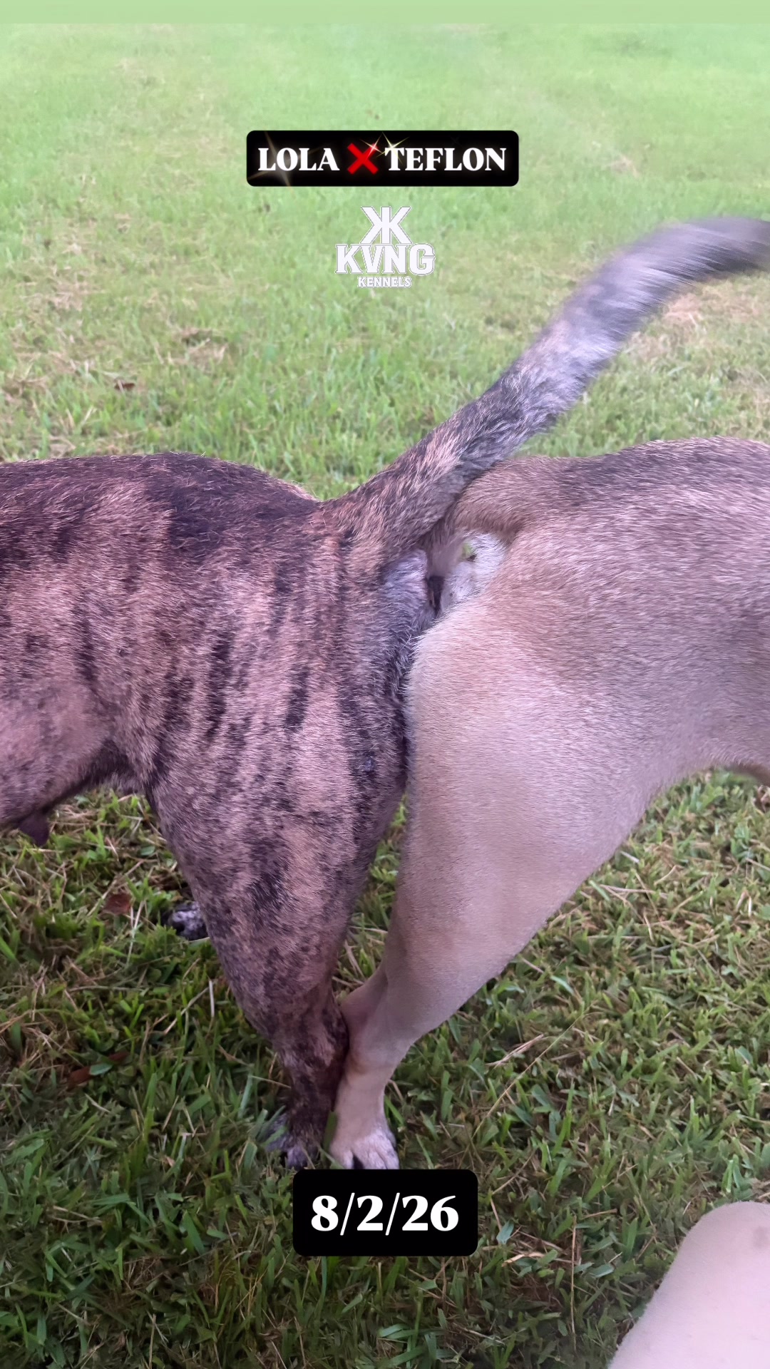 @KVNG KENNELS