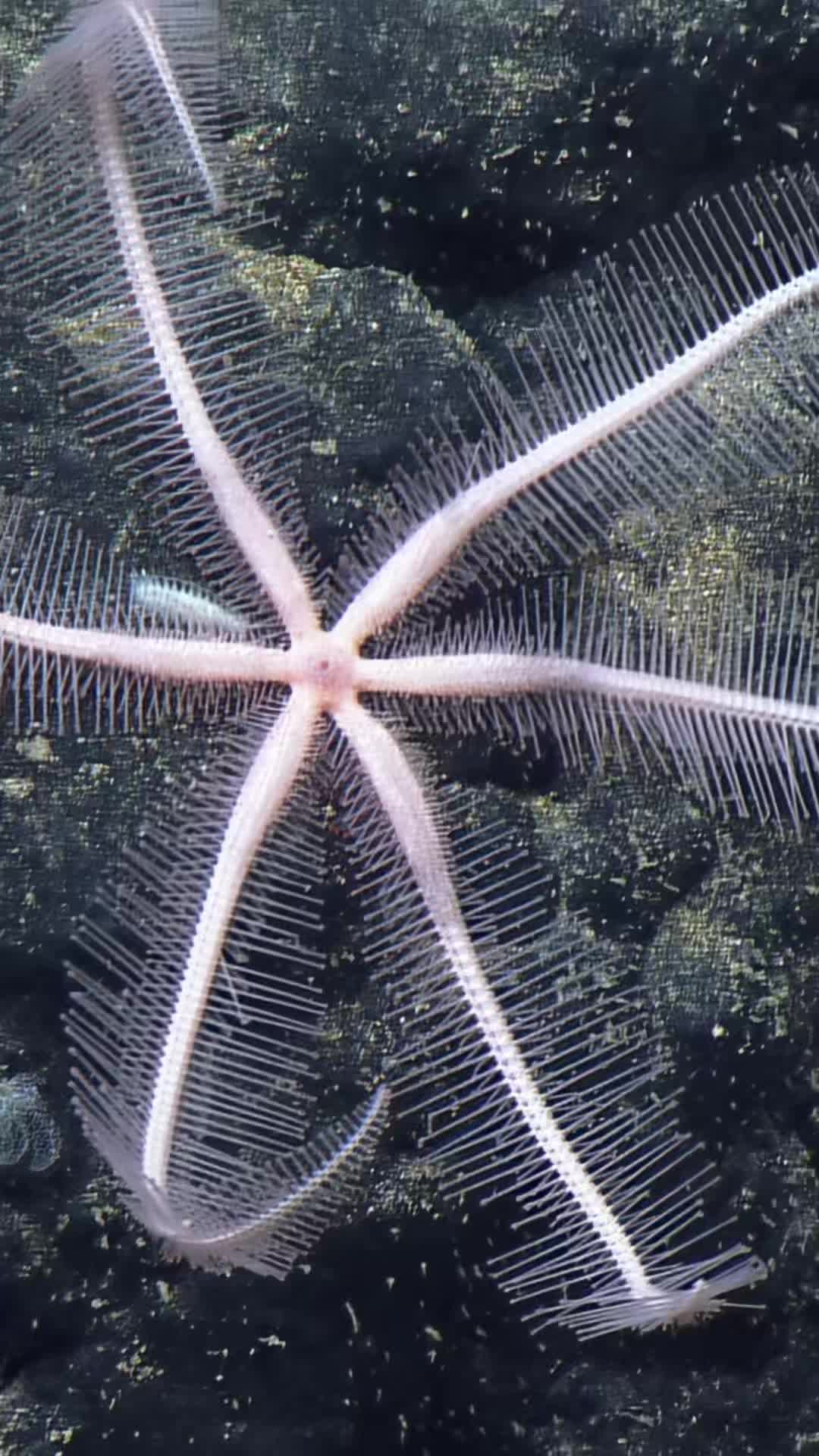 @Ocean Exploration Trust