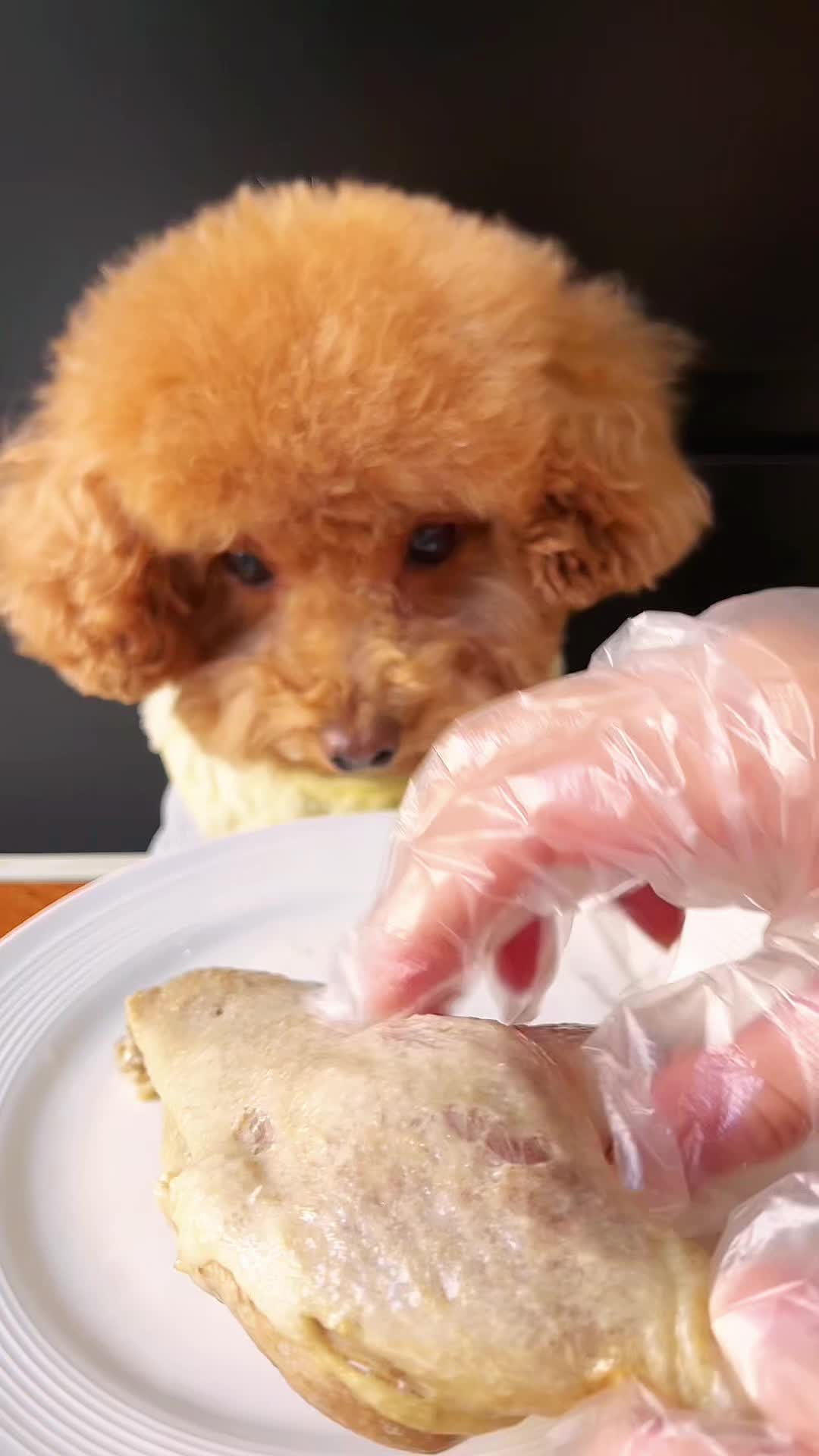 @dog eat