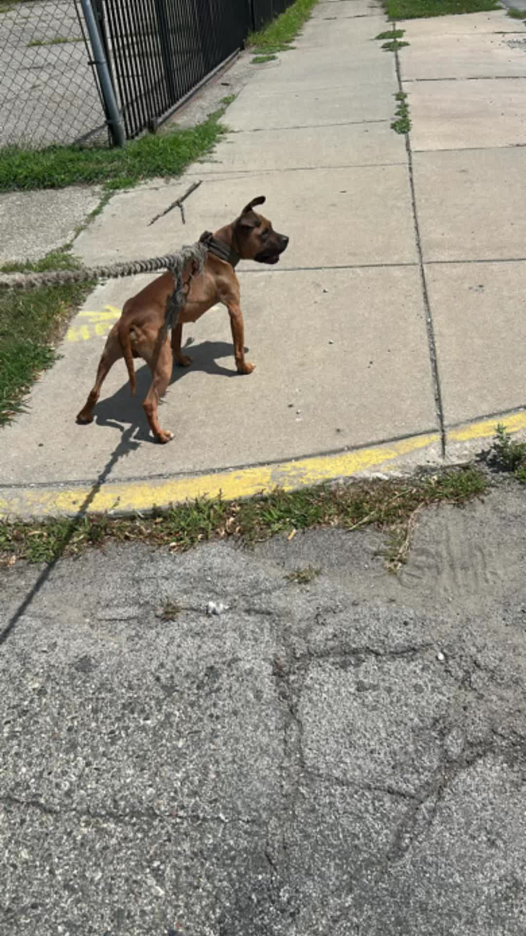 @themreal_hounds