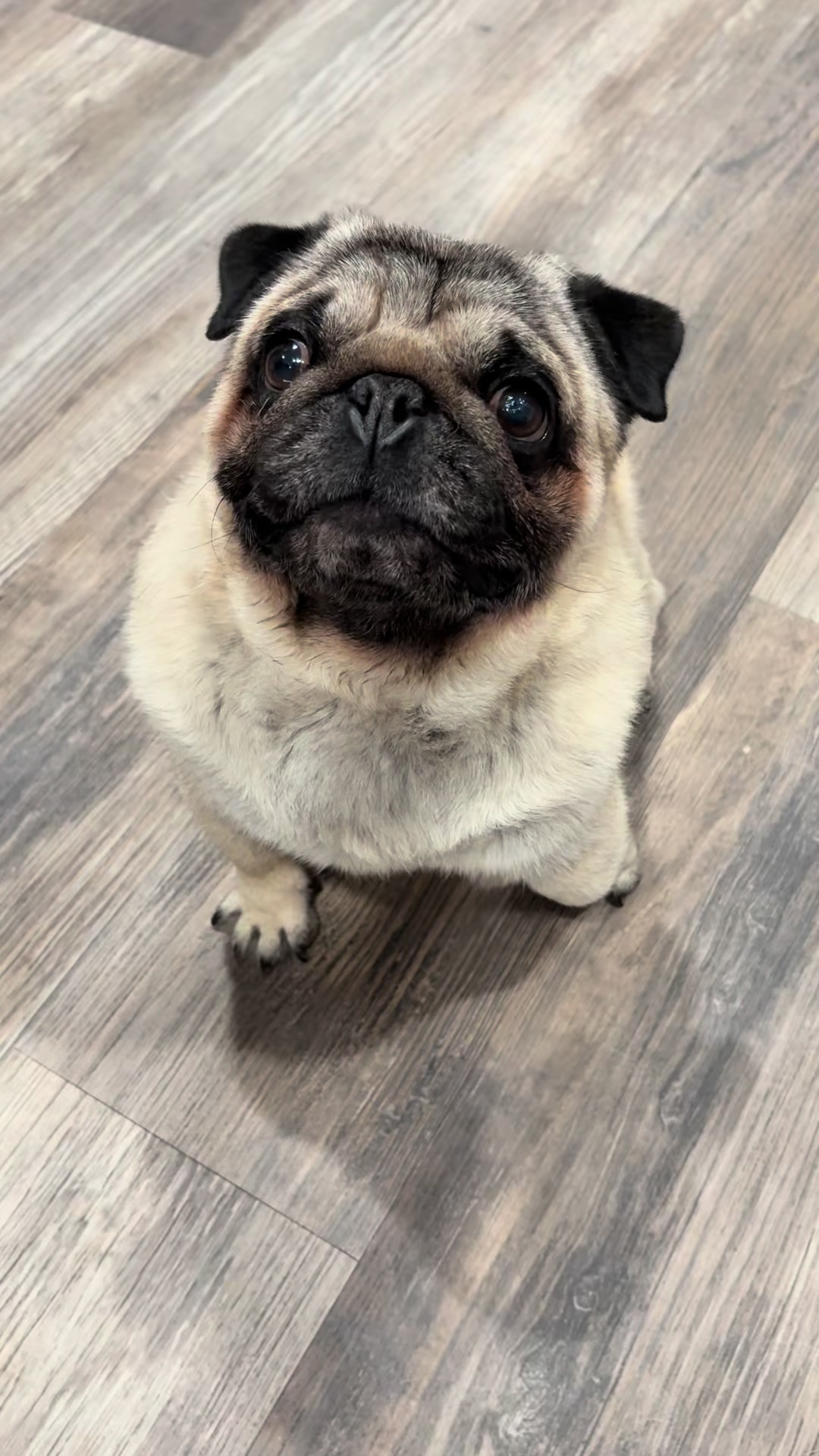 @Rocki the Pug ๐ถ