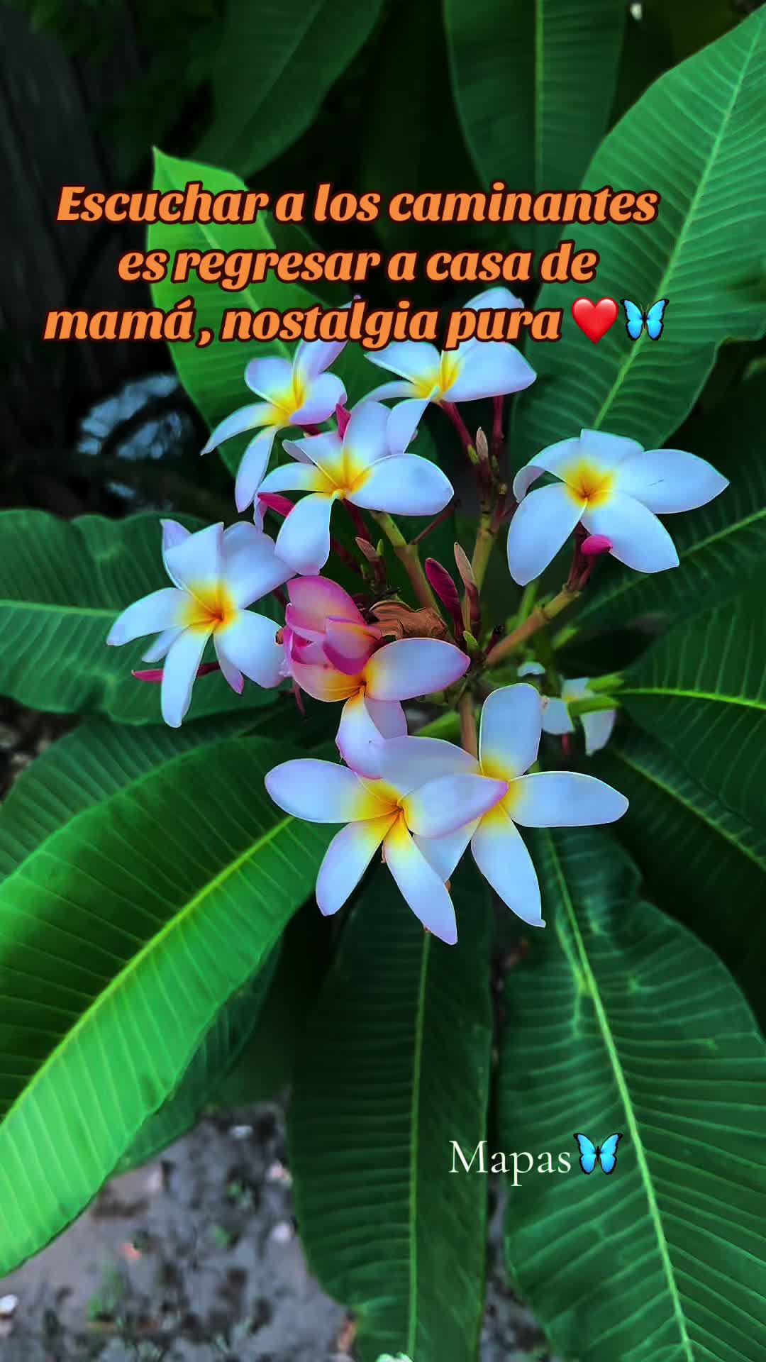 @Martha P. Betancourt Hernández