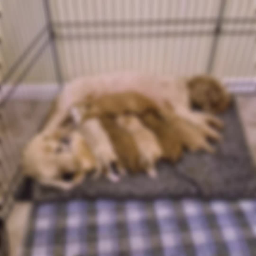 @Barb's Precious Pups