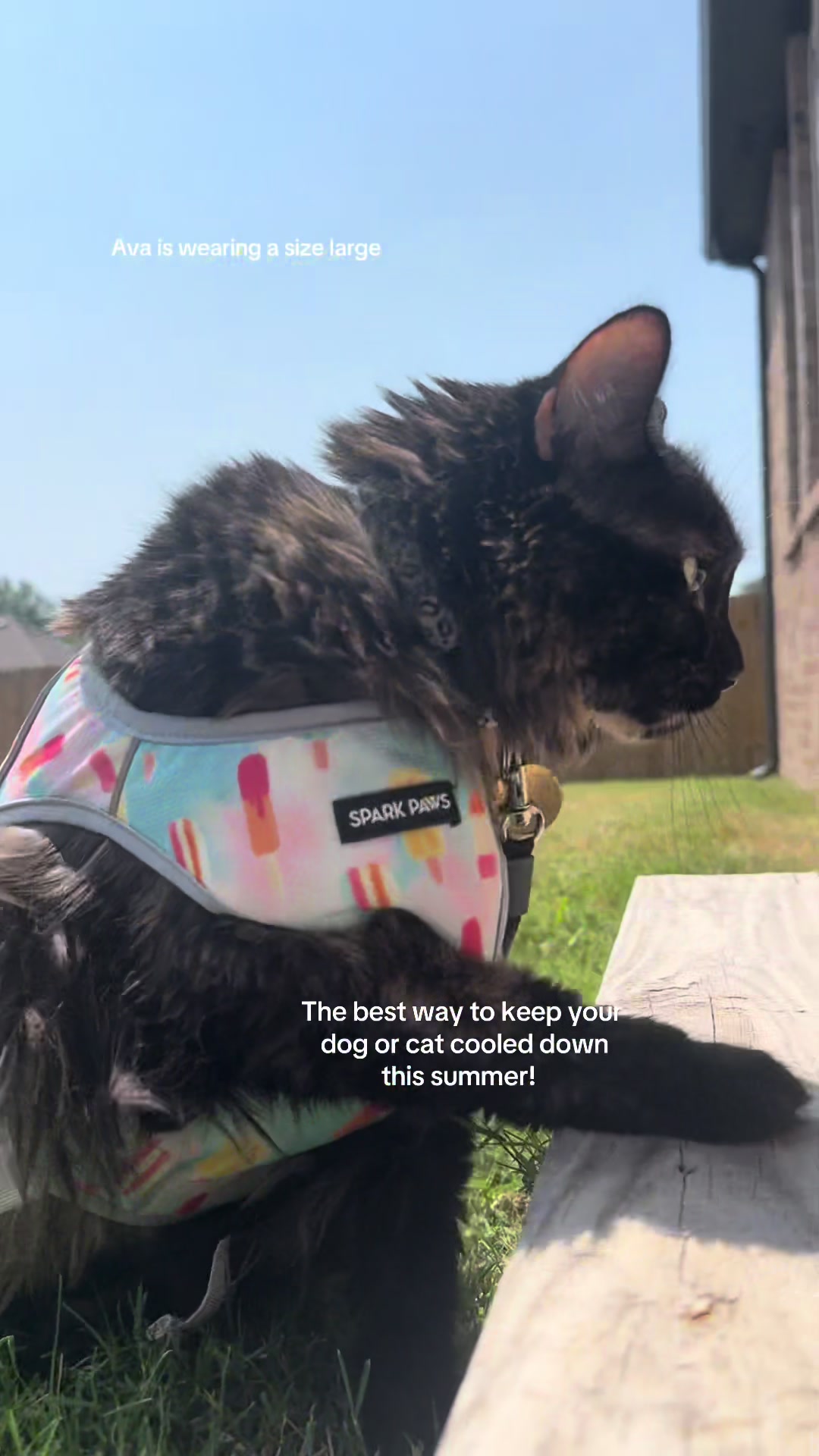 @Ava the cat and her mom