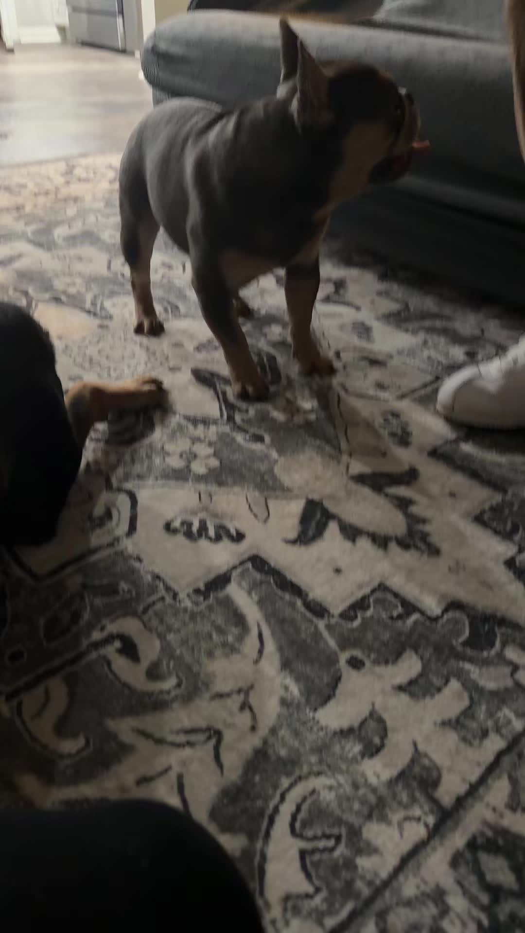 @CANELO & MAYA🐾🧡💜 ALVAREZ