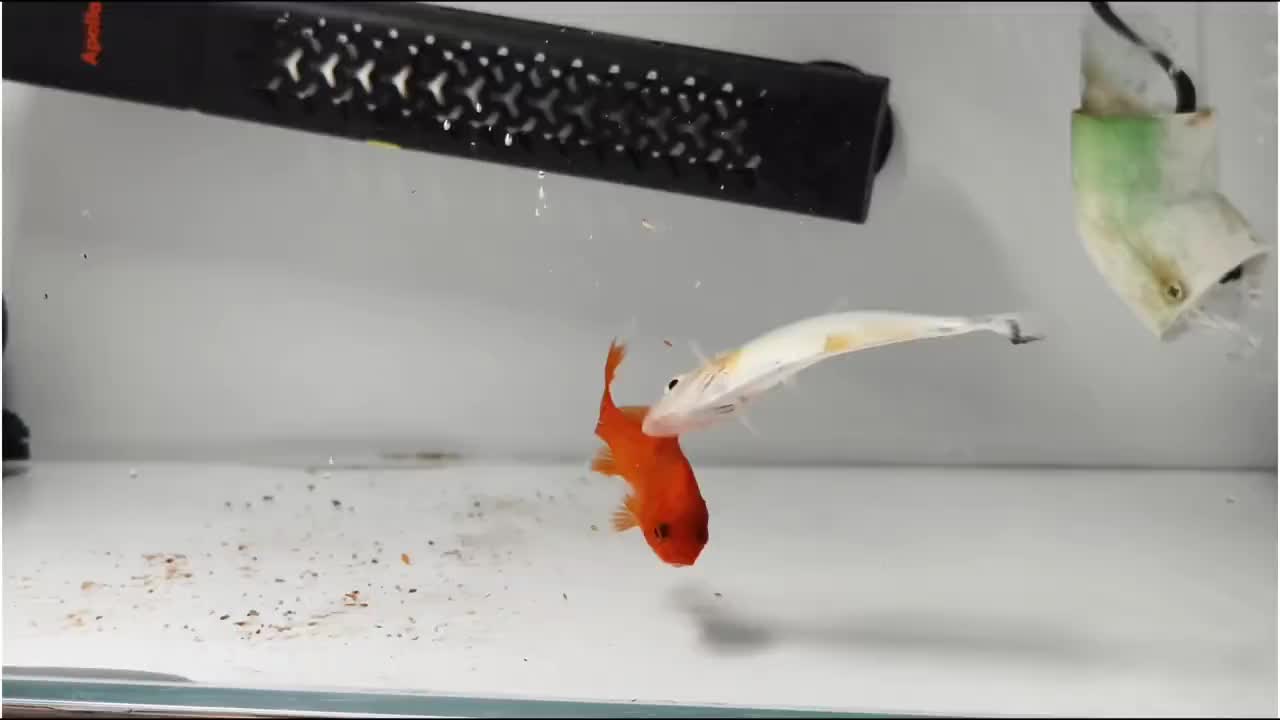 @Monsterfishkeeper