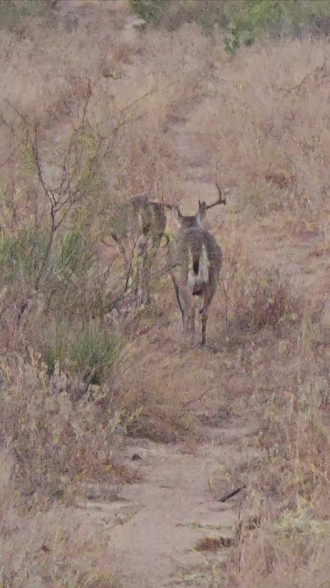 @409texasbred