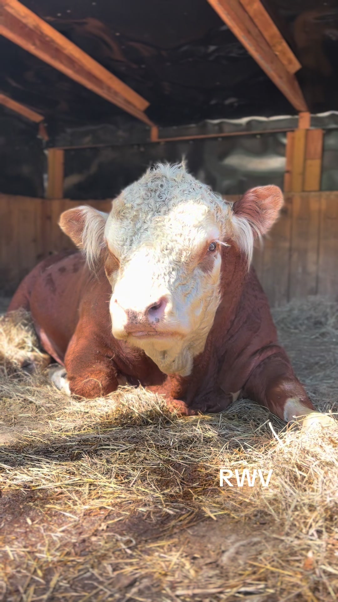 @RWV Land & Livestock