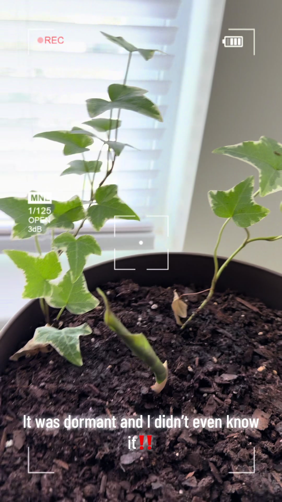 @MoePlantDad