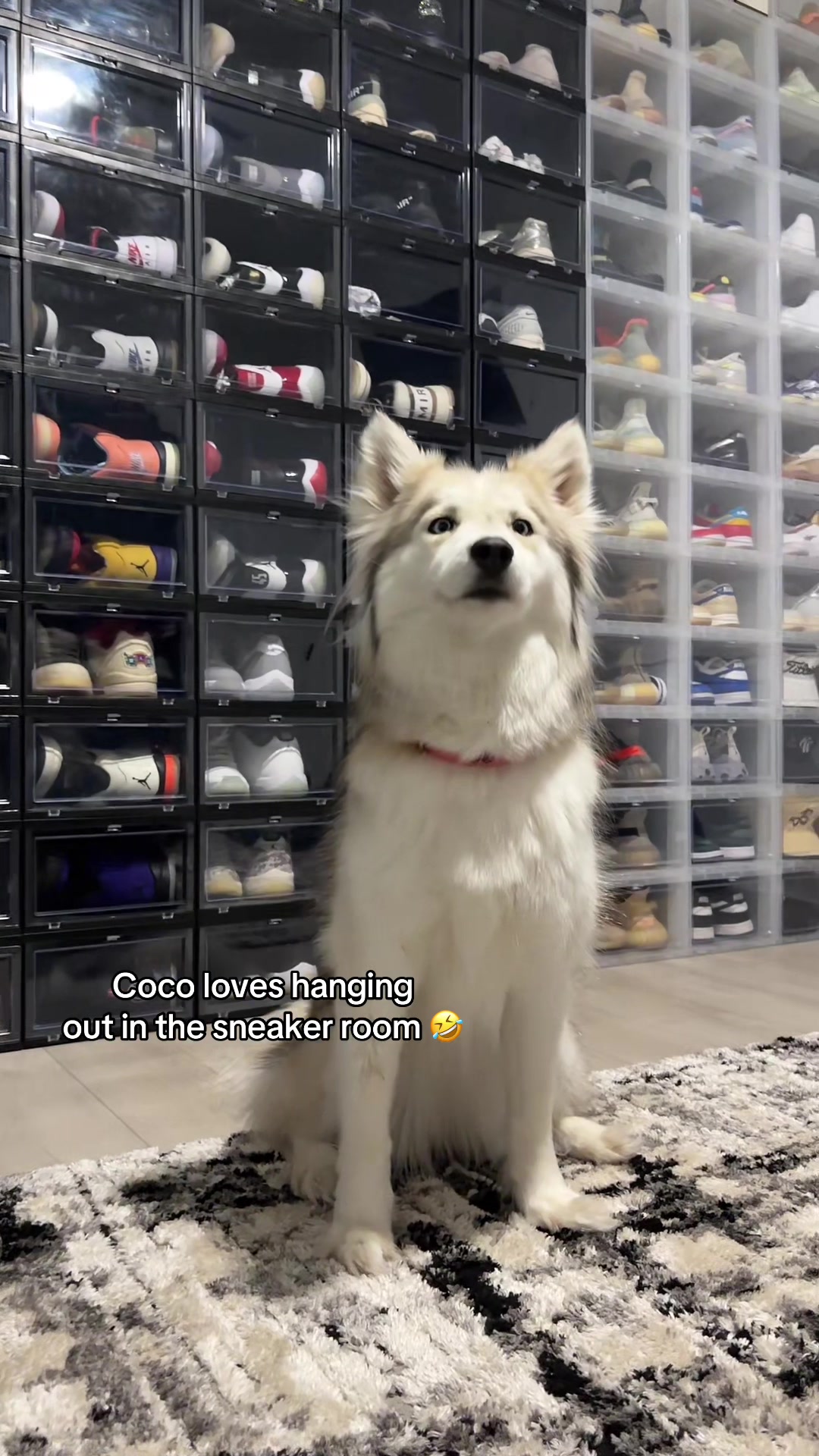 @lifewith2huskies