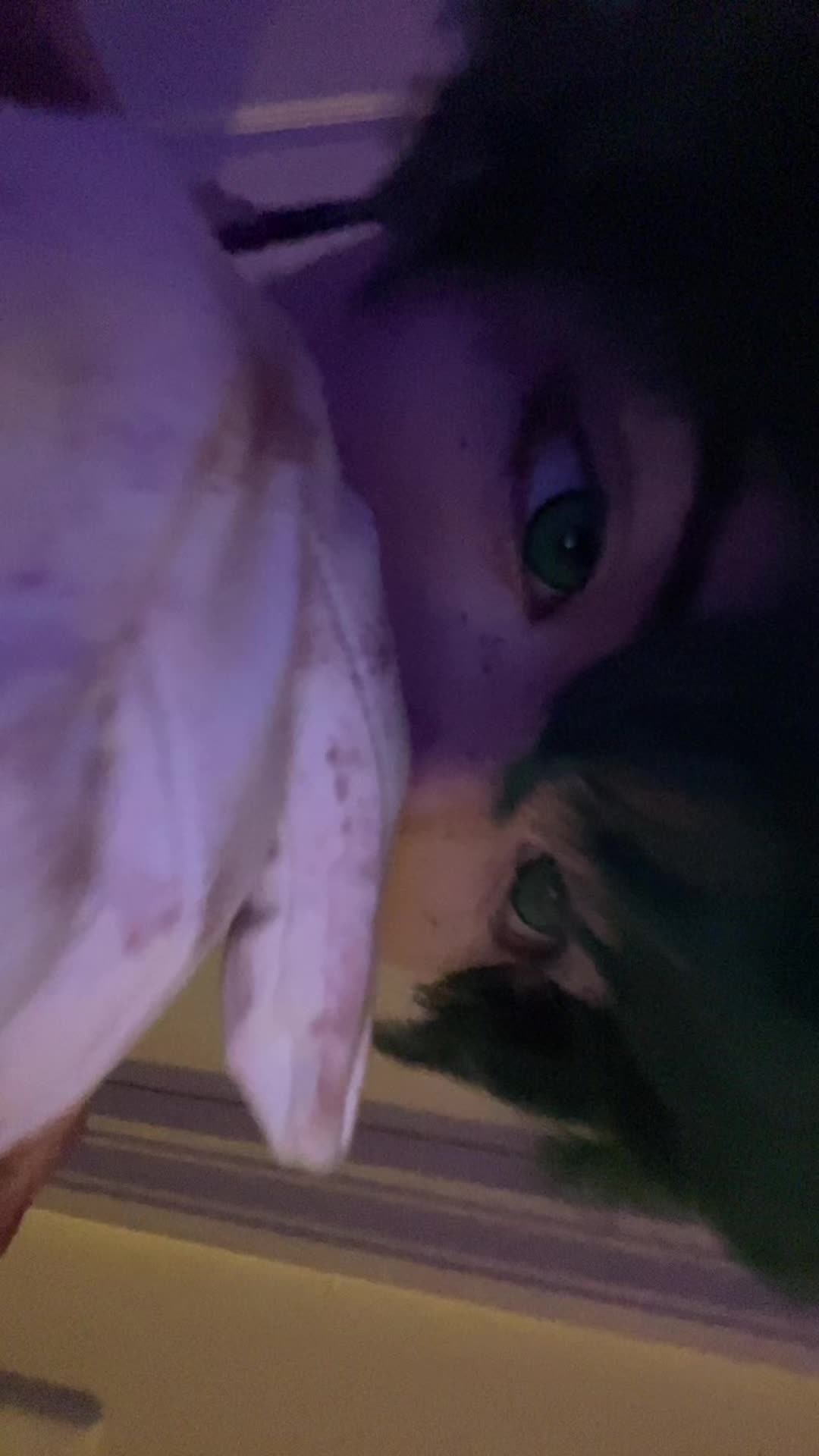 @icey.࿔⋆