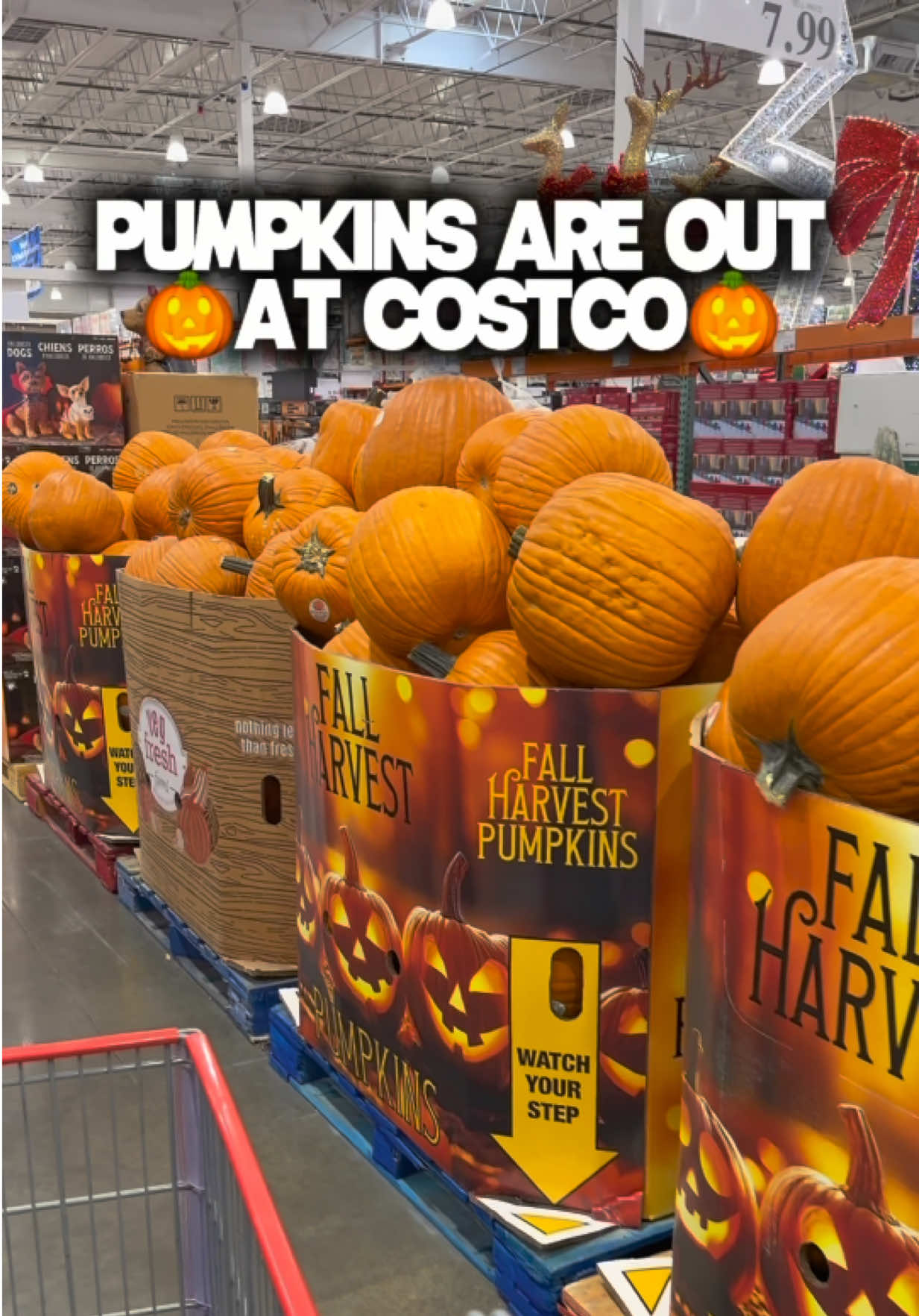 @Costco Wonders