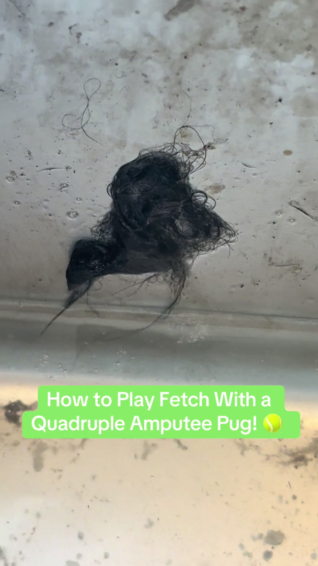 @PEARL - Quadruple-Amputee Pug