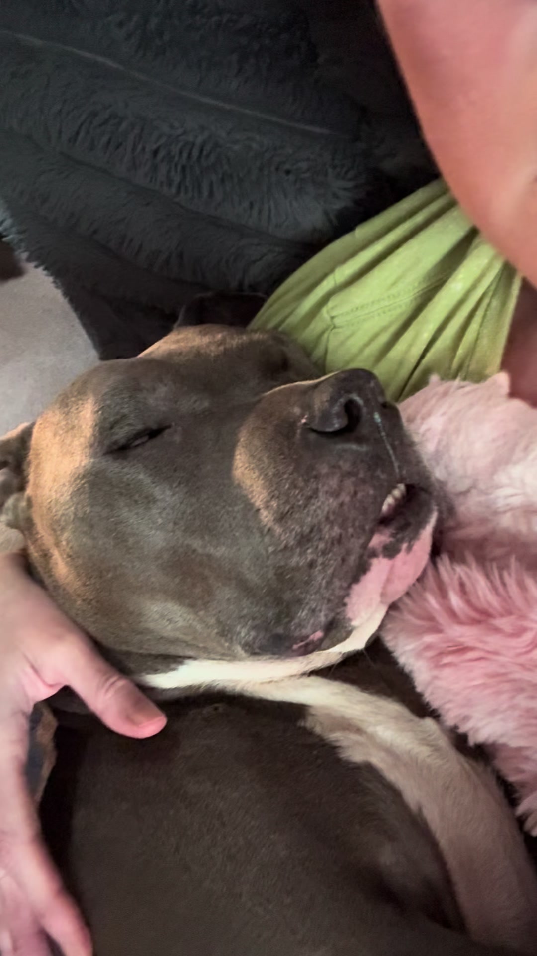 @Pittie Mom