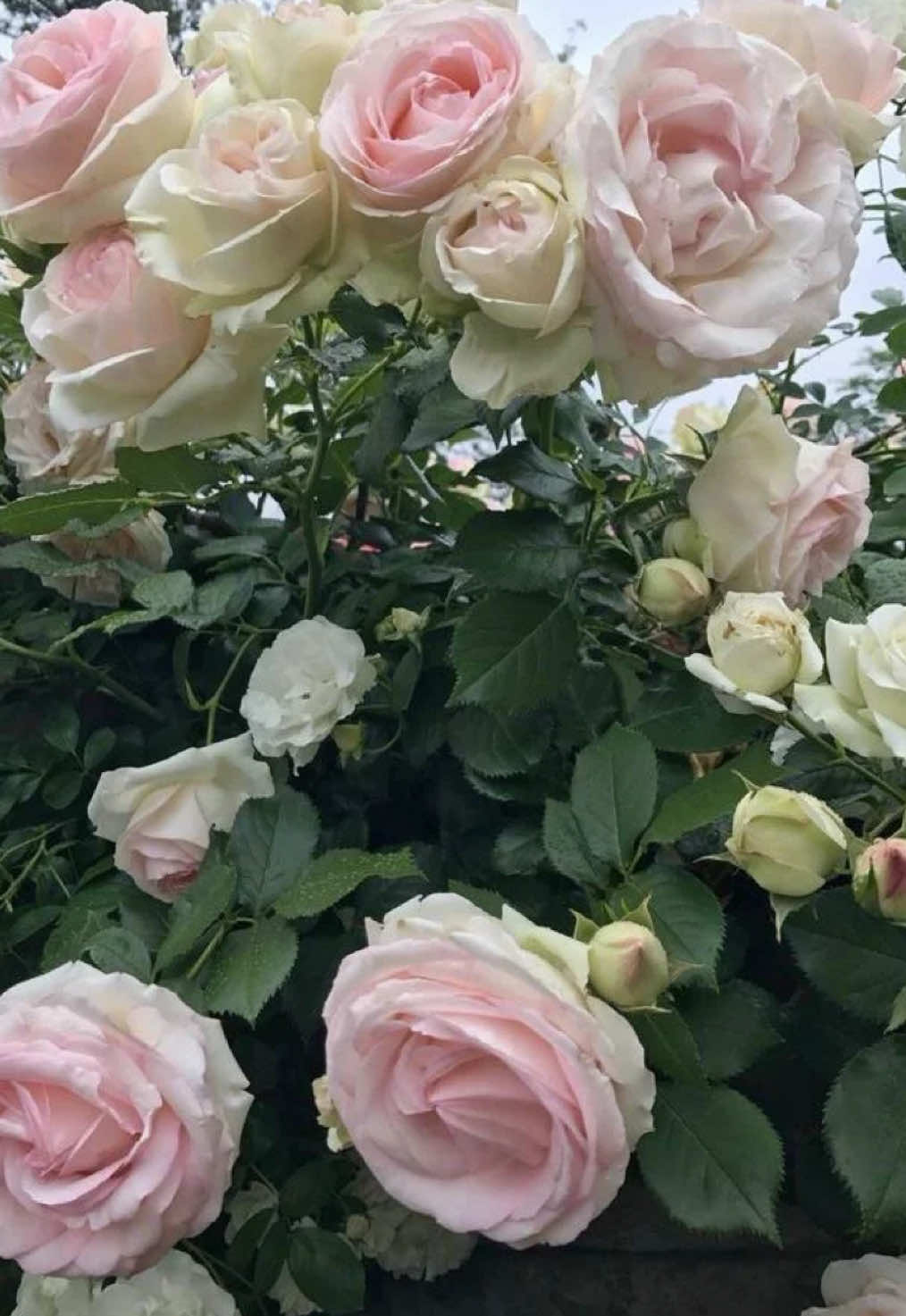 @olivia🧁🪽