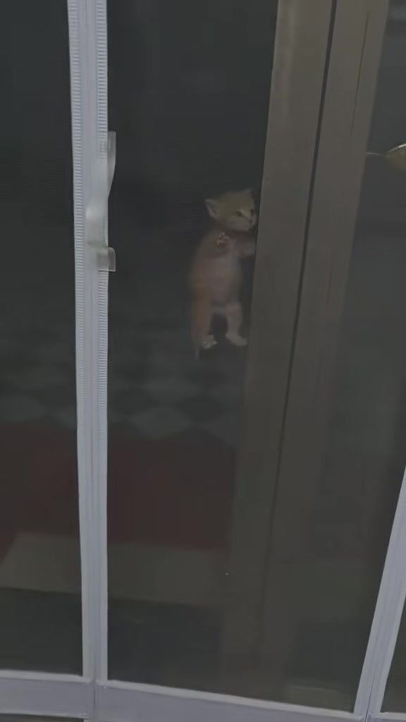 @catbosssss