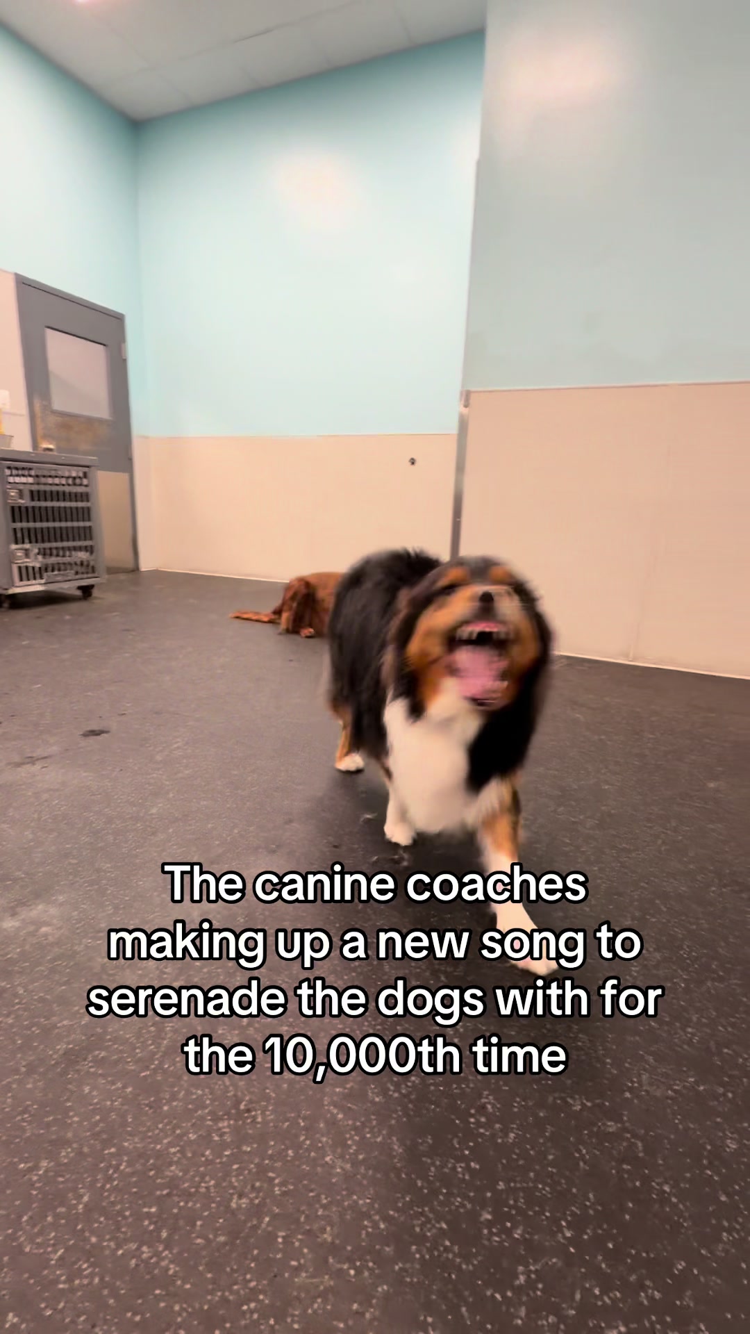 @Dogtopia South Ann Arbor
