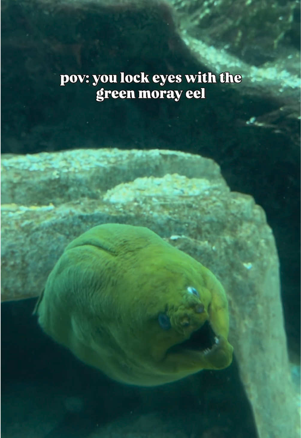 @The Florida Aquarium