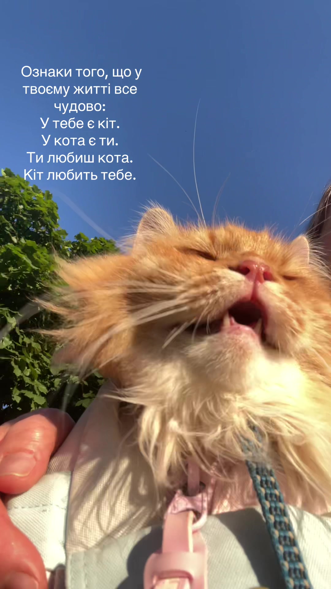 @@belirinka