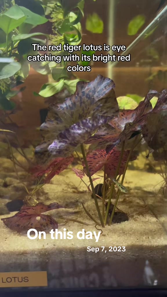 @MG Aquatics LLC