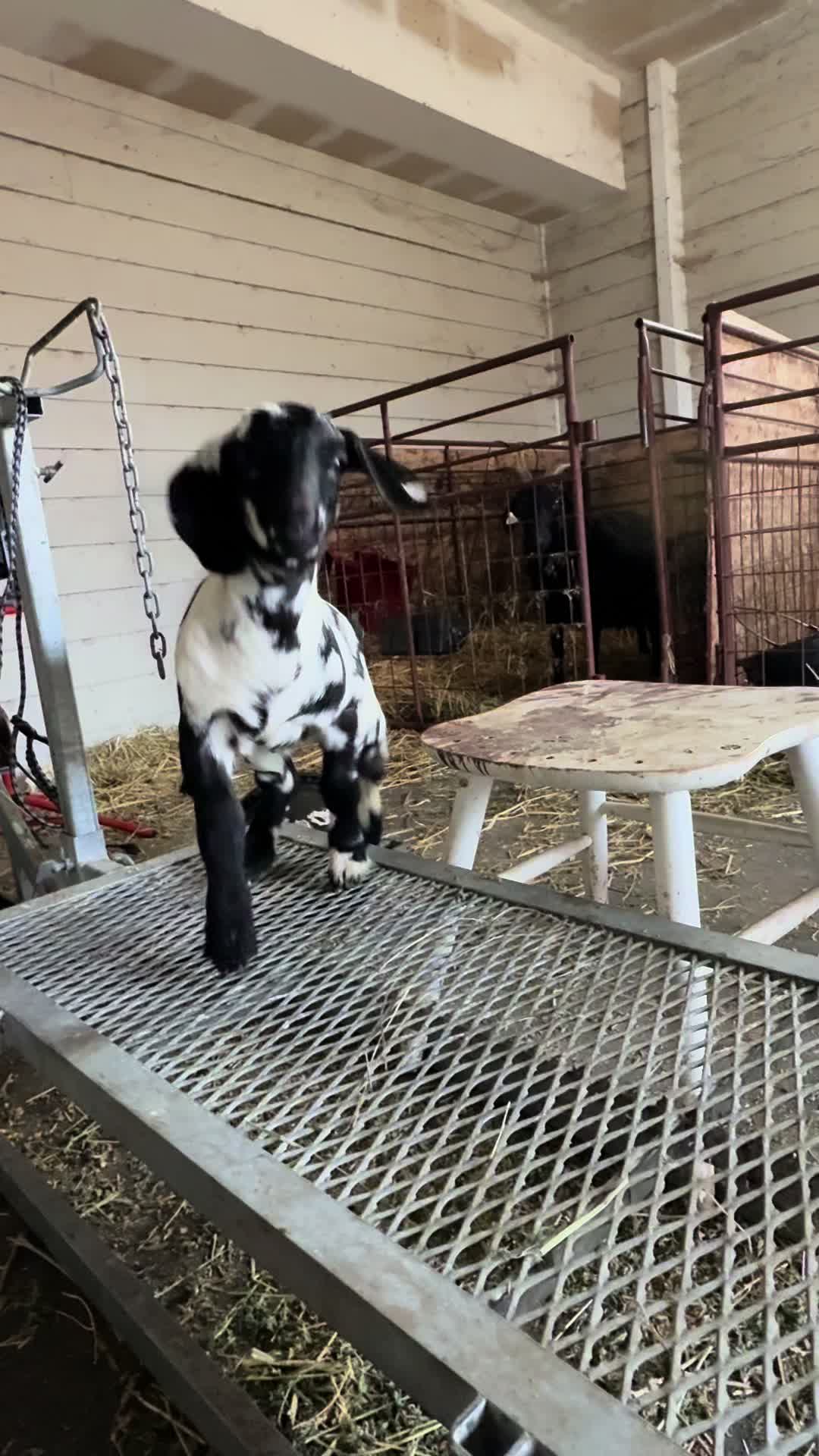 @Riverraisedboergoats