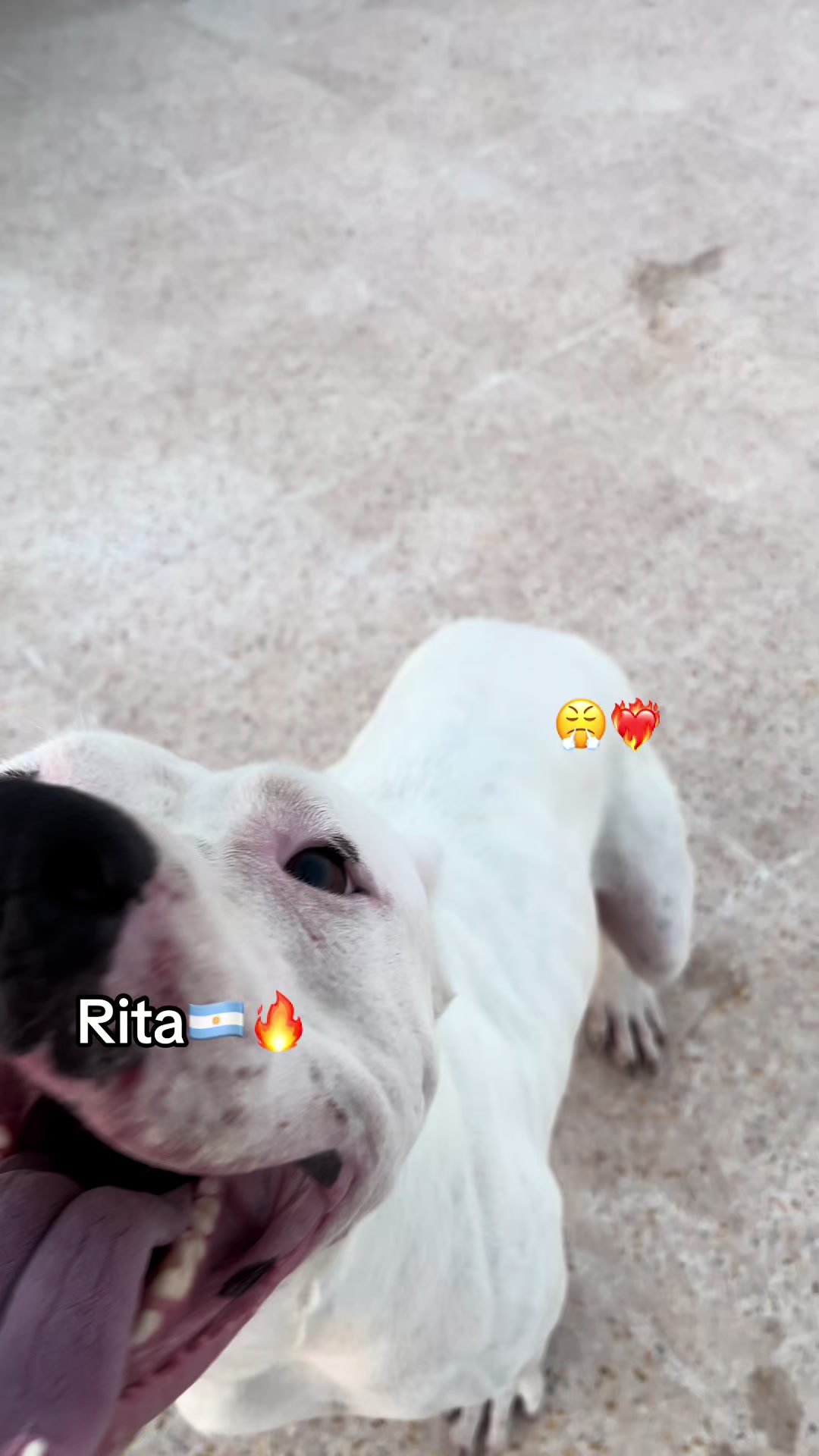 @DOGO ARGENTINO R.A.S๐ฆ๐ท๐ฅ