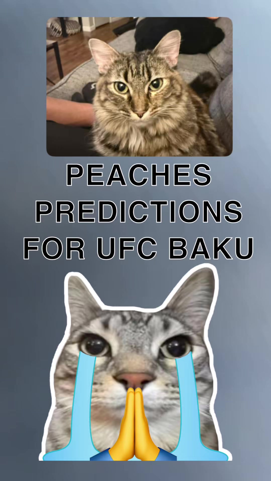 @Kitty Picks MMA