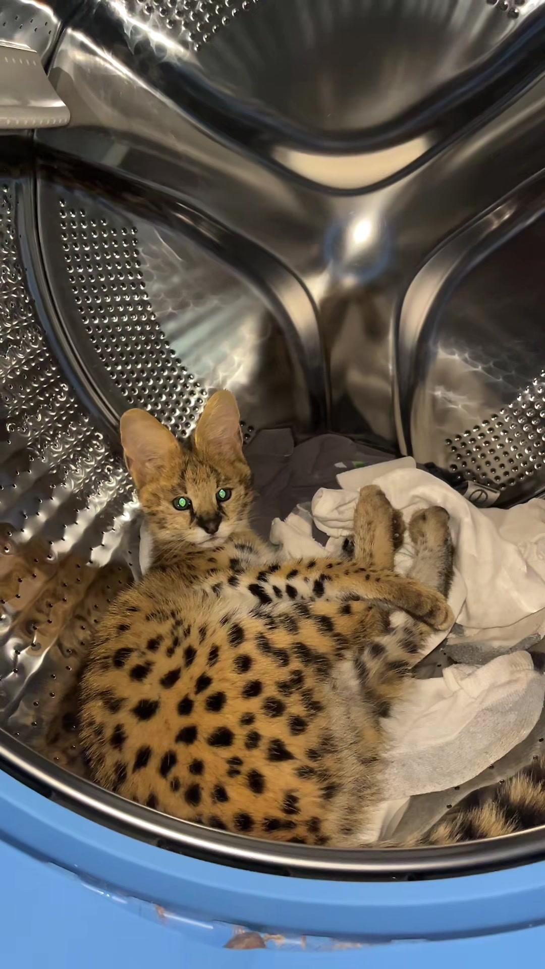 @BAO THE SERVAL