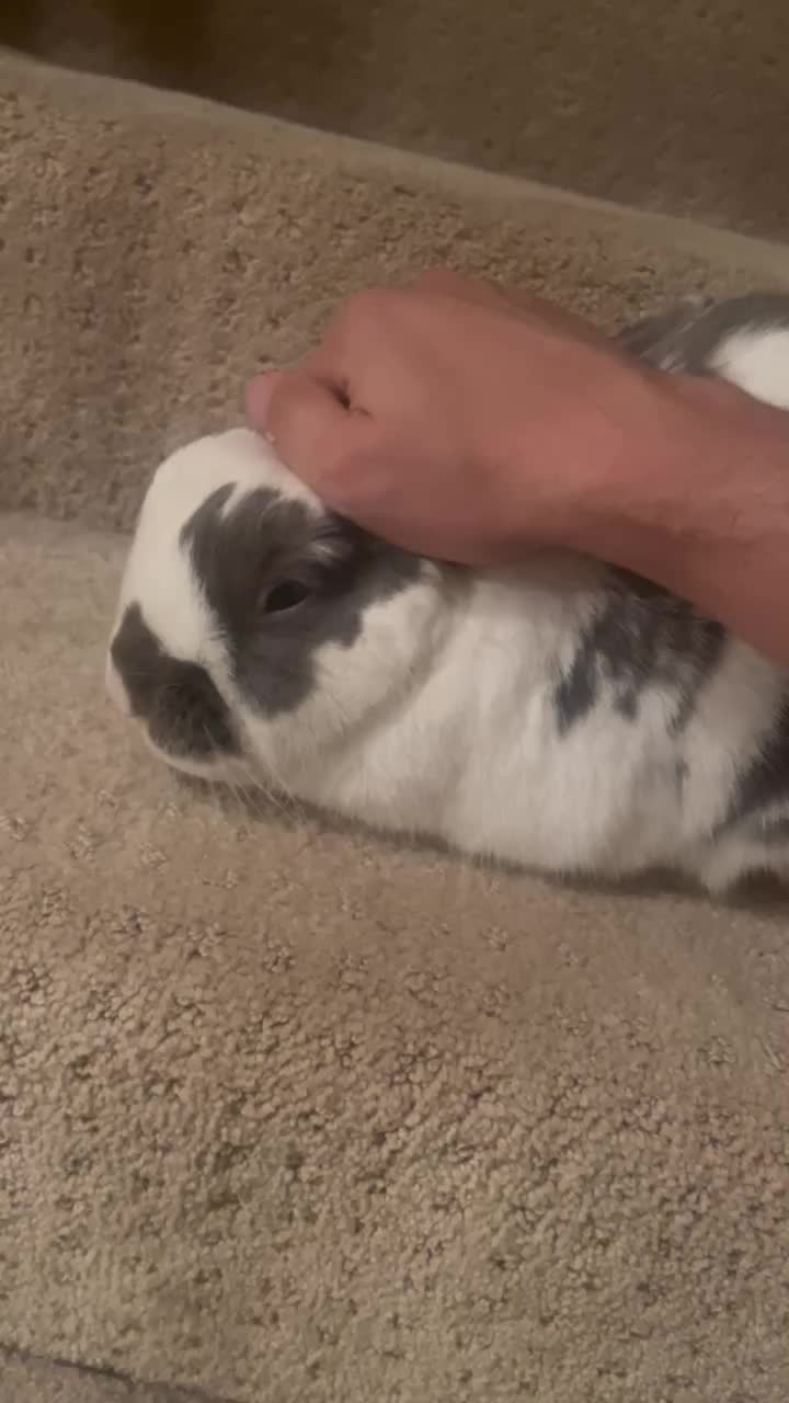@Bini the Bunny