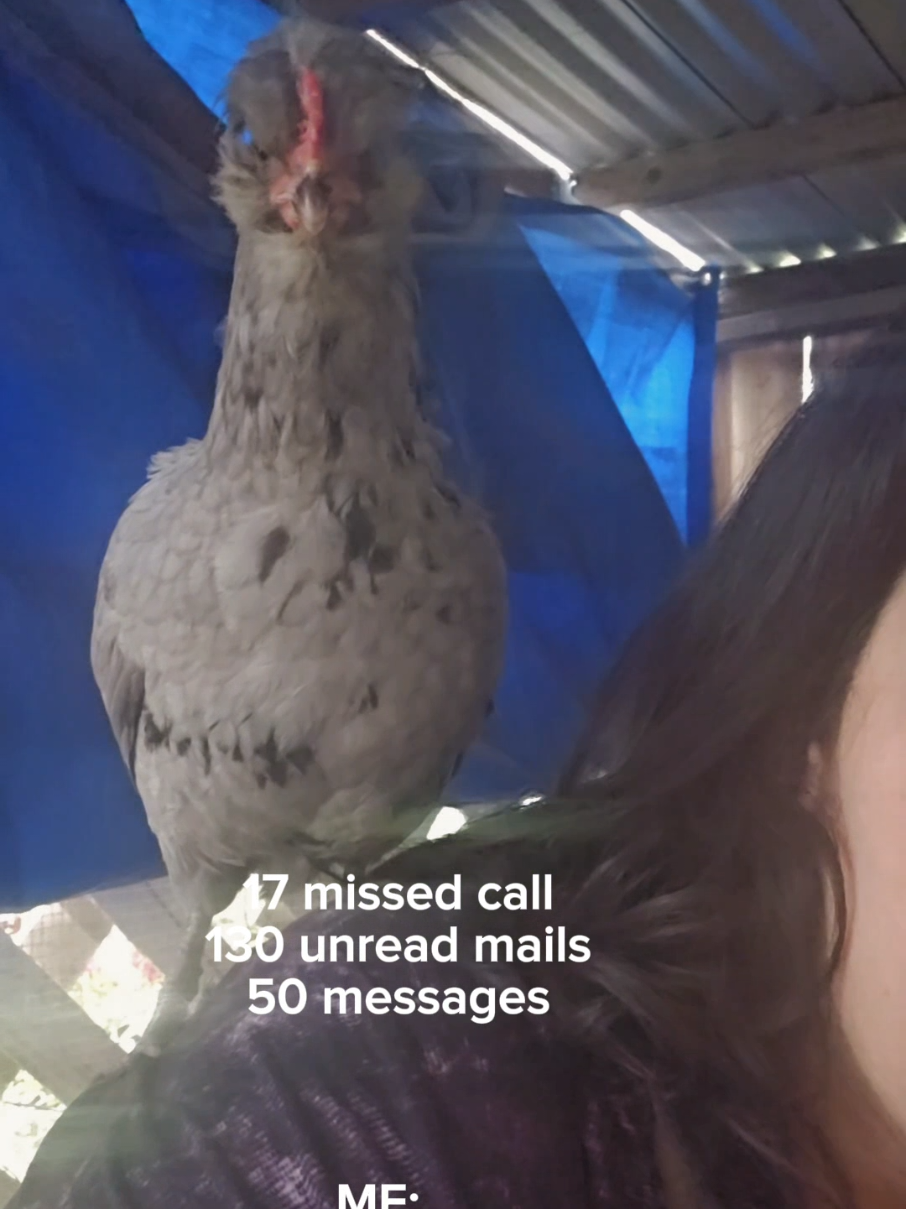 @The Ten Hens