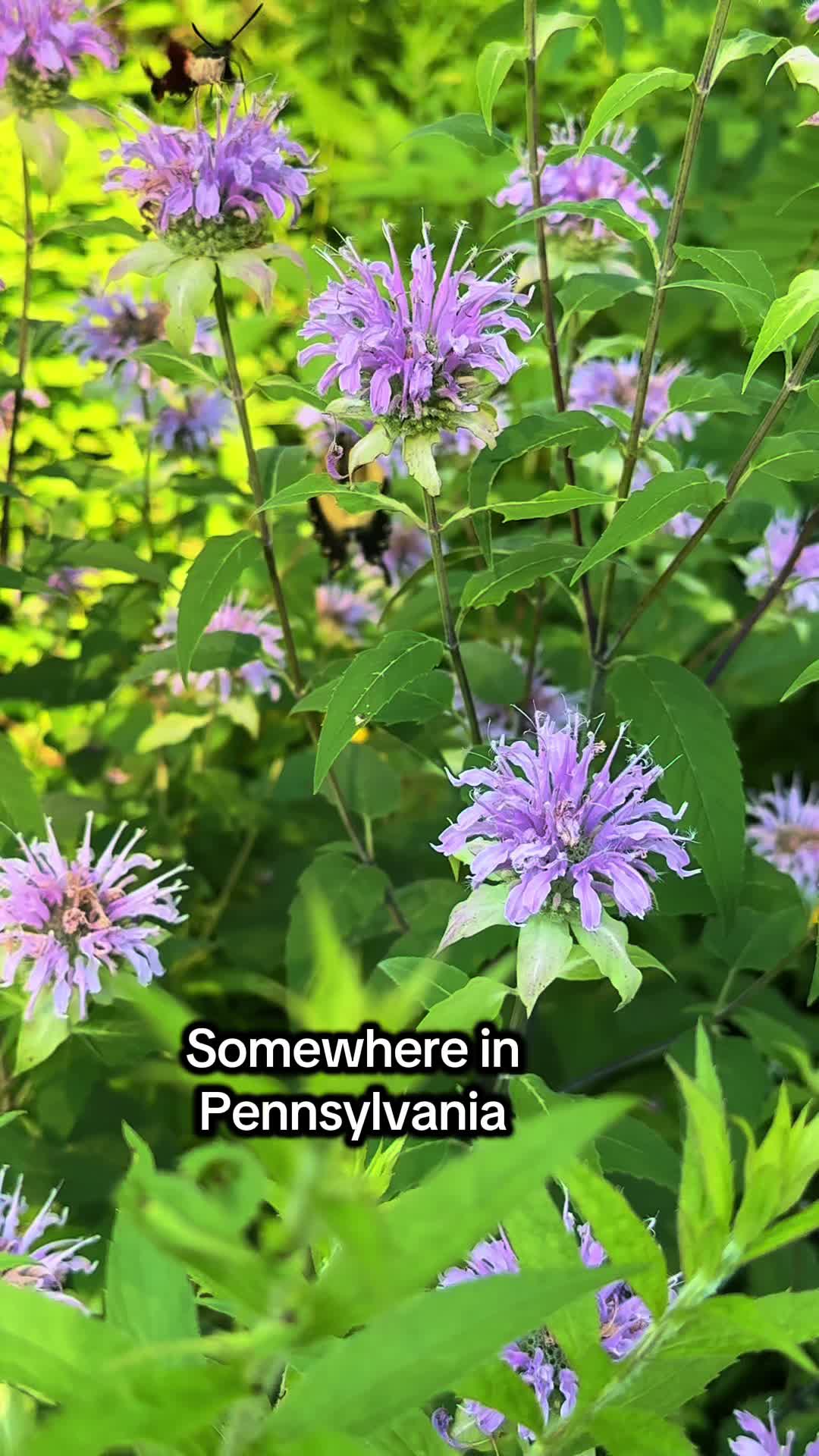@Harmony | Somewhere in PA