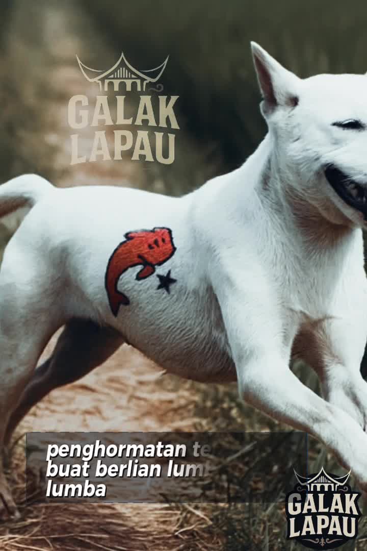 @galak_lapau
