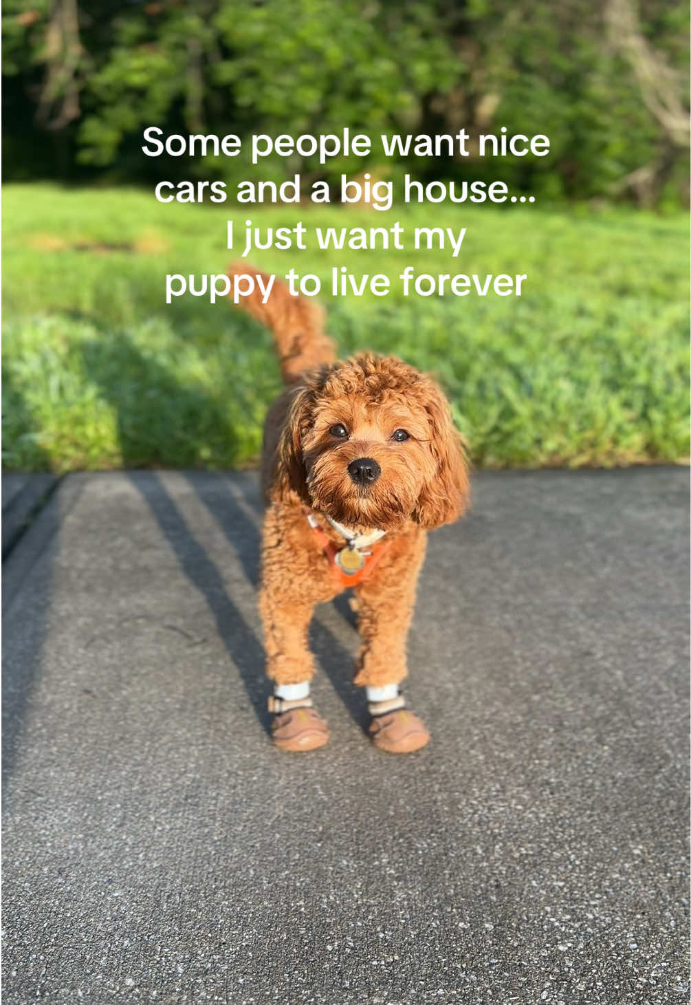 @Leo the Cavapoo