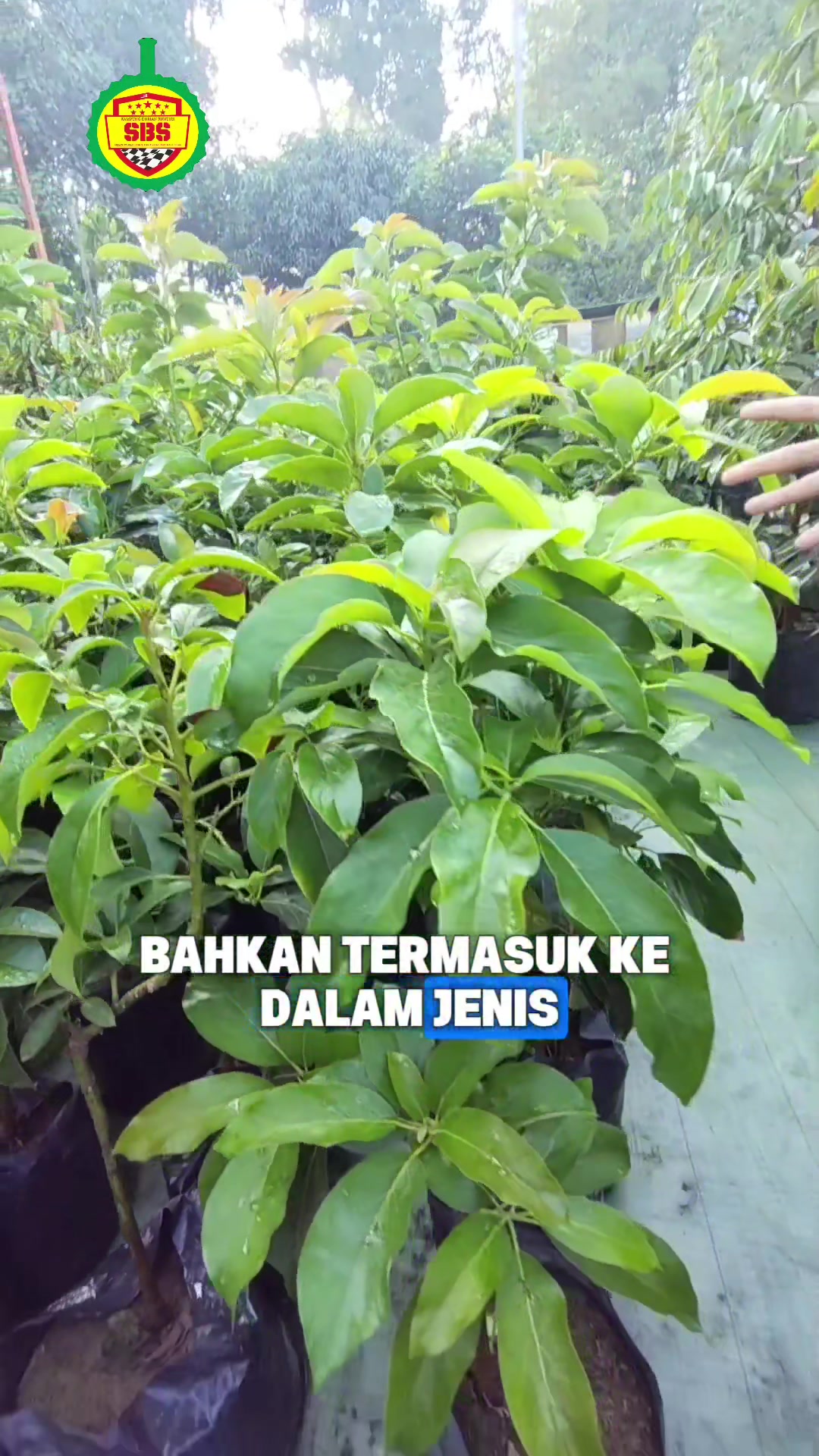@Produksi Buah_SBS