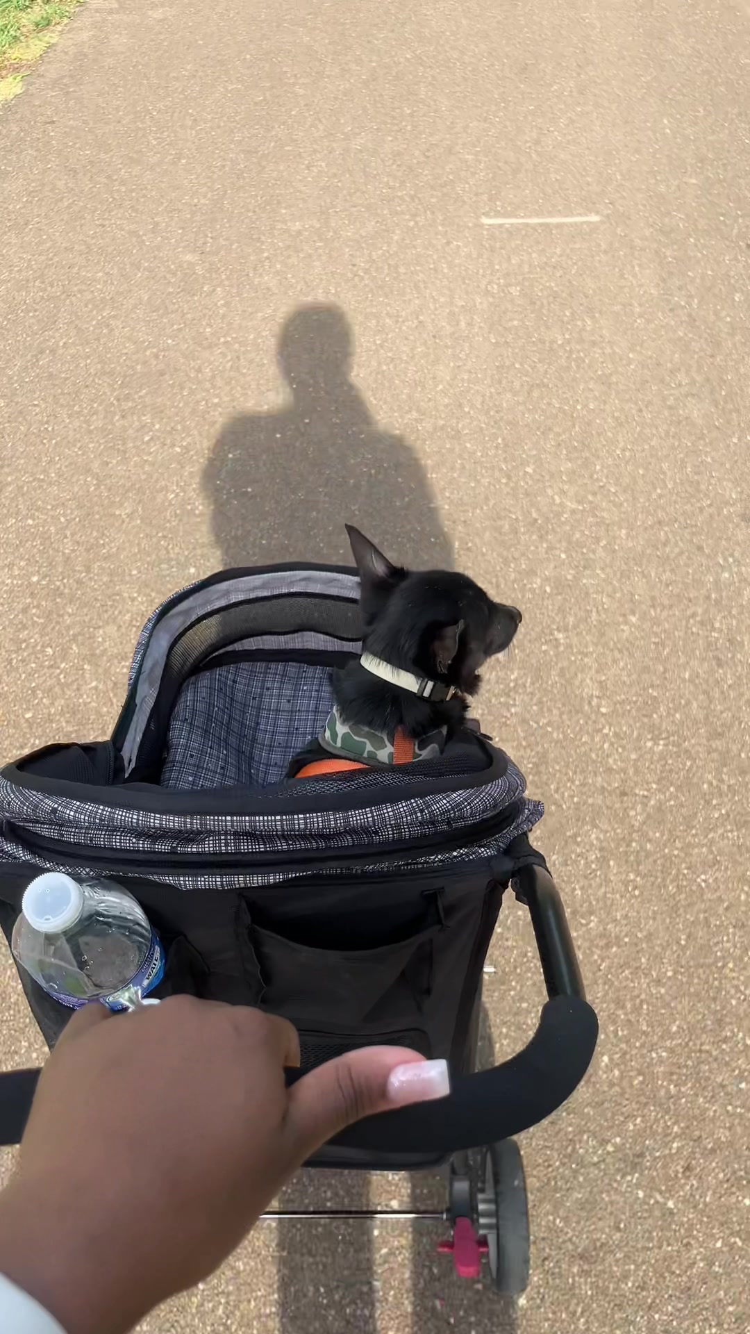 @Blackjack_Chihuahua