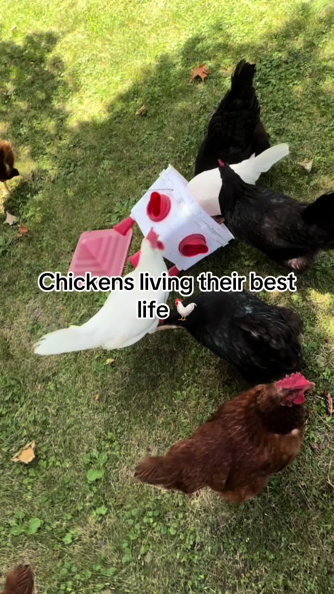 @Resistance Homesteaders