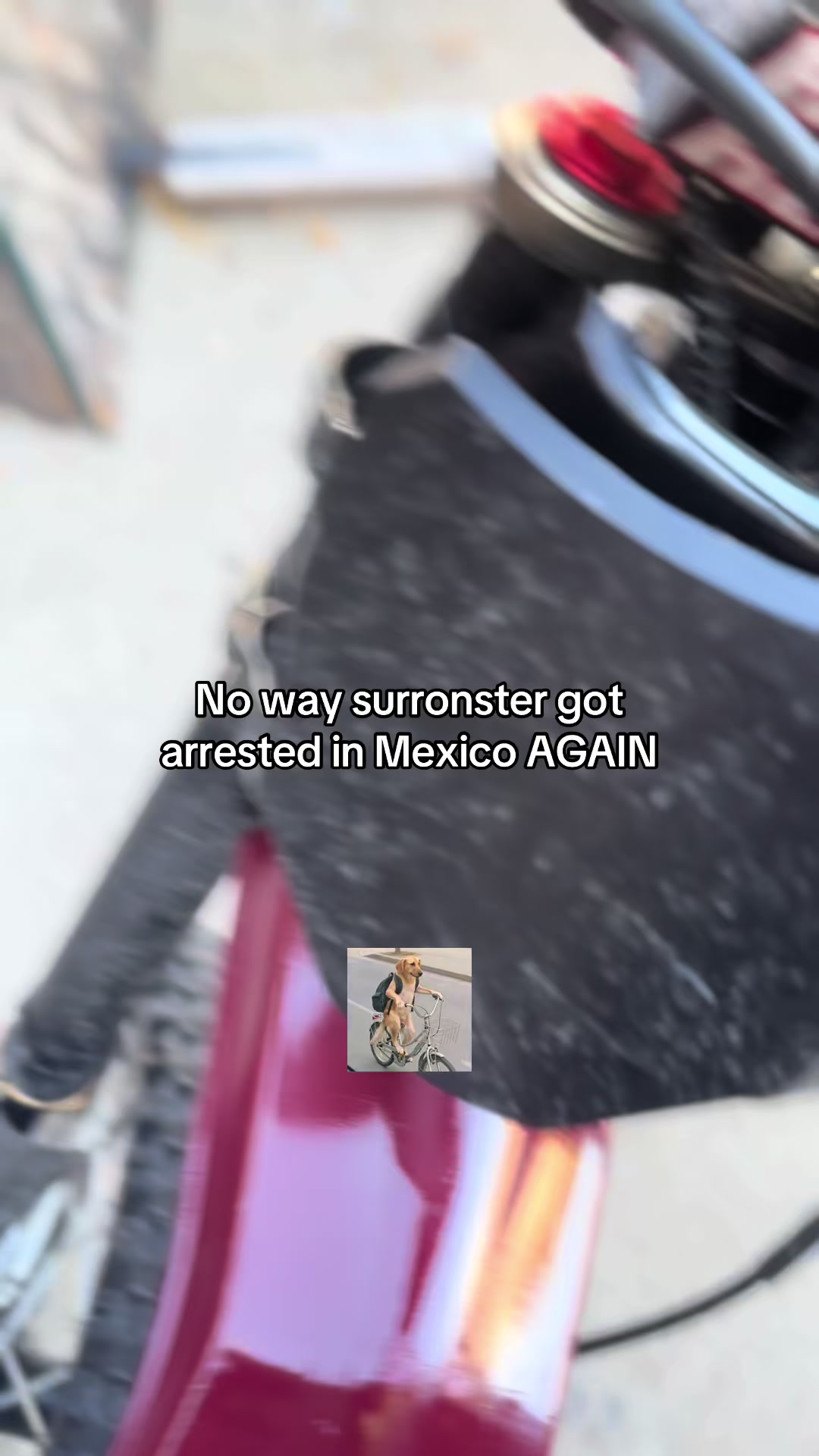 @๐ฐ Questionable creature ๐ฐ