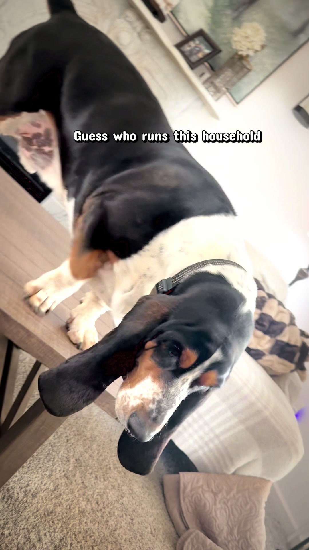 @Hudson & Rudy 🐾 Basset bros